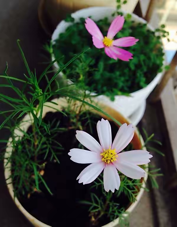 专为懒人养的5种花开花不断,4种不用花钱买的盆栽