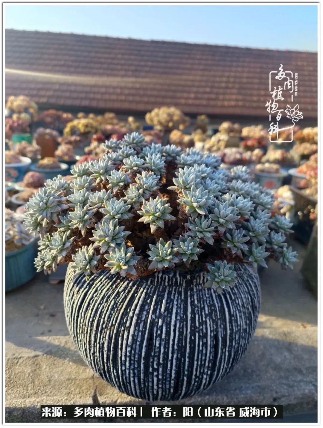 浜洪棿鐑熺伀鑷湁涓囧崈棰滆壊,浜洪棿鐑熺伀鐨嗘槸骞冲嚒棰滆壊