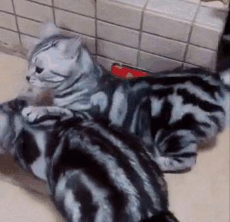 哪种猫不臭比较好养,盘点猫界很香的几种猫