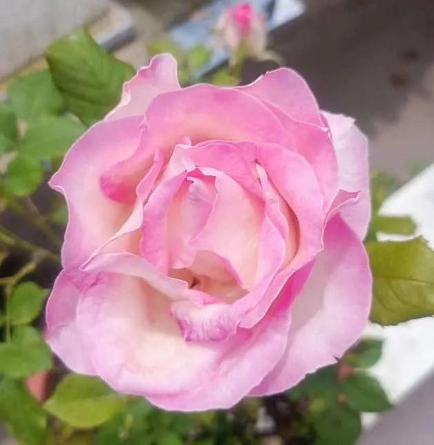 月季品种醉花,月季品种大全及图片欣赏