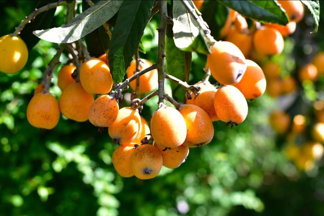 夏季吃什么轻松过夏,夏季最好的就是能吃到应季水果