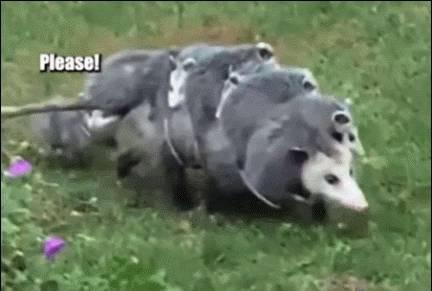 日军日记：*安妇慰**不服从管教，我很愤怒，用*刀刺**插入她的*体下**