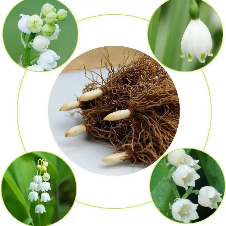 朱顶红是君子兰品种吗,朱顶红蜘蛛兰的区别