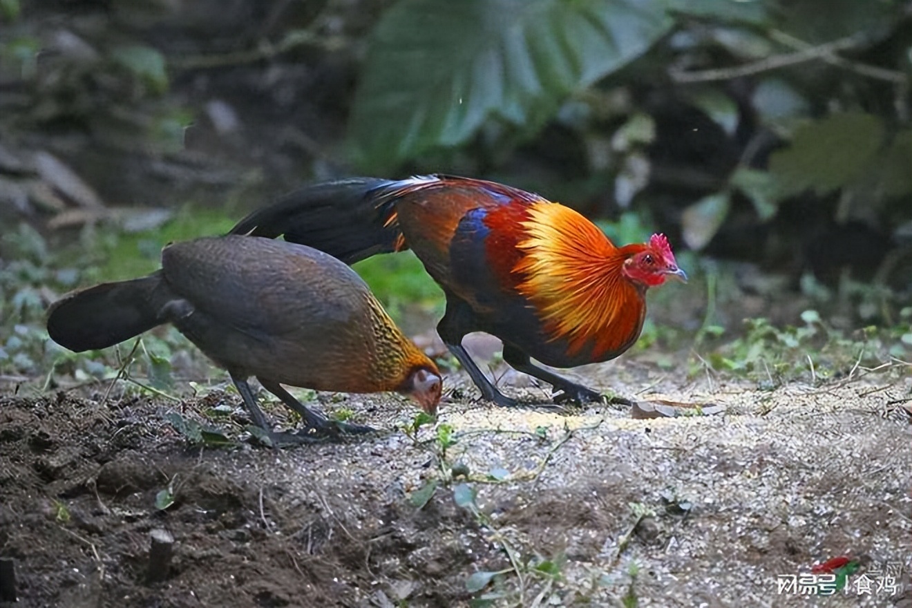 “上古”时代华夏民族发展历程全解（三）