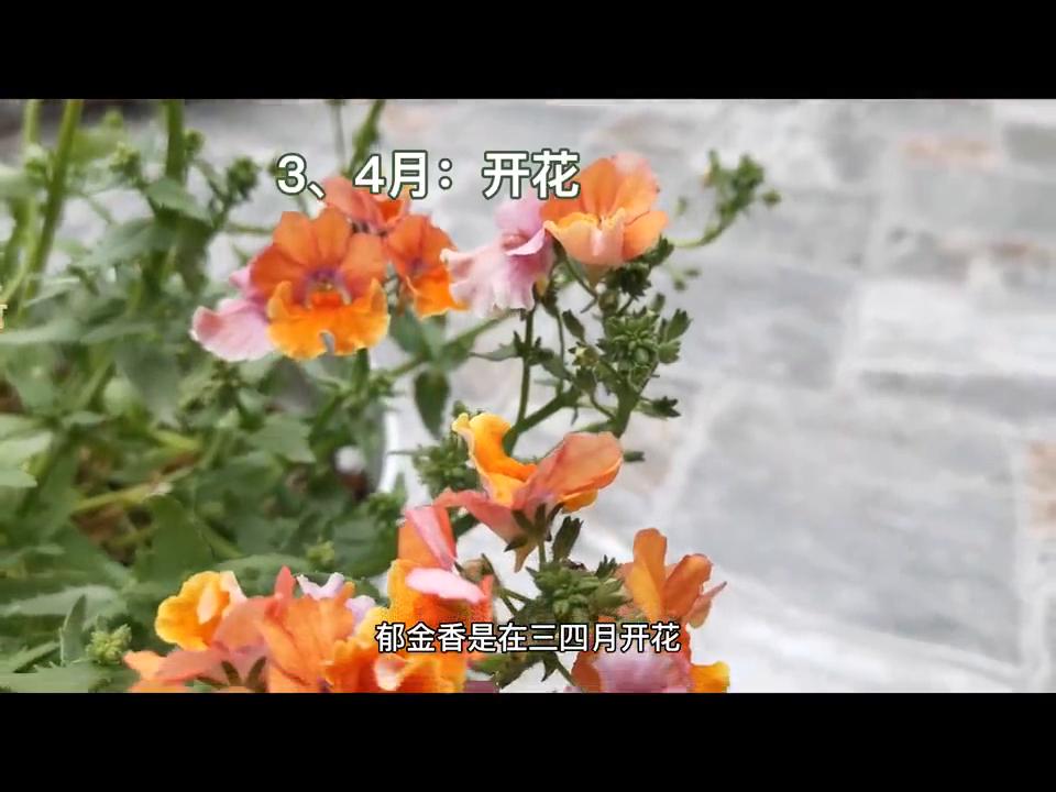 郁金香如何增加营养,郁金香如何快速增长