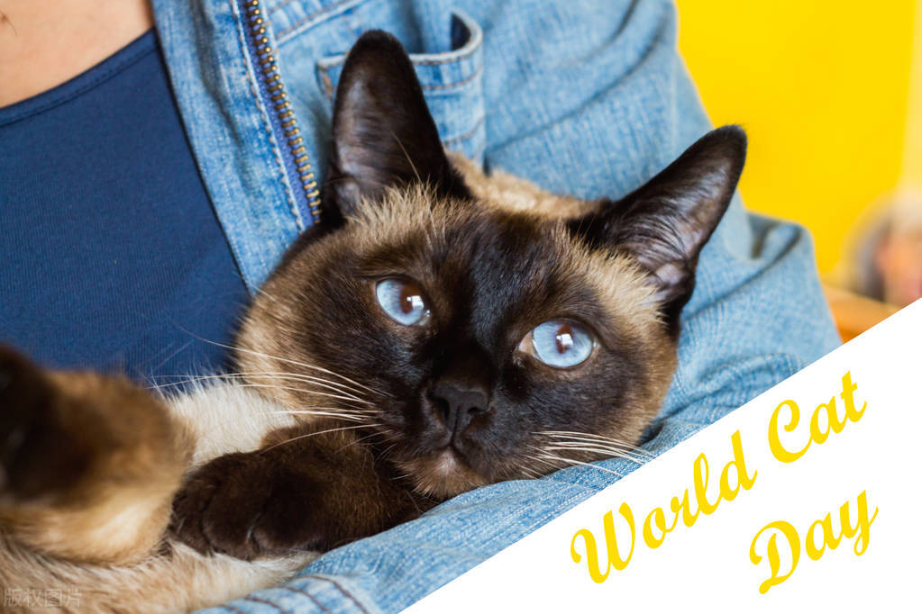 暹罗猫和布偶猫怎么区分,暹罗猫跟布偶猫有什么区别