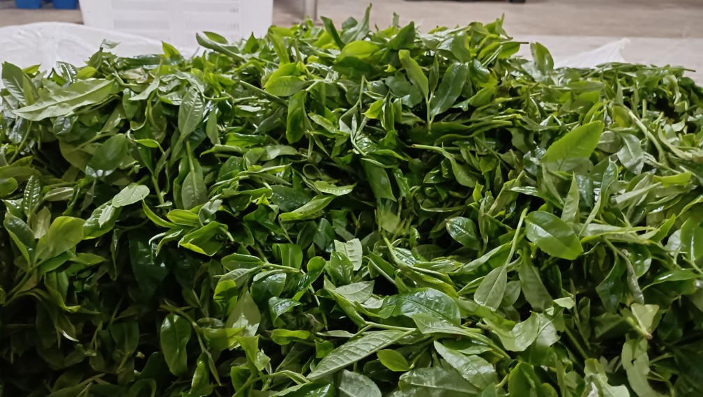 失业了想开个小吃店,开茶叶店的风险大吗