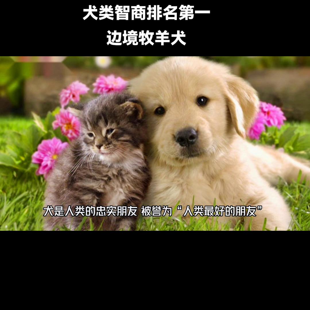 边境牧羊犬智商相当于人几岁,犬类智商排名第一的狗狗是什么