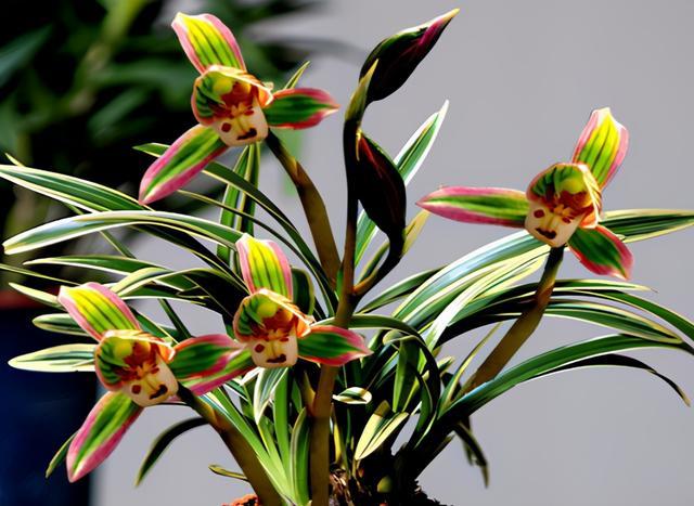 顶级矮种金边兰花,矮种金边兰花精品