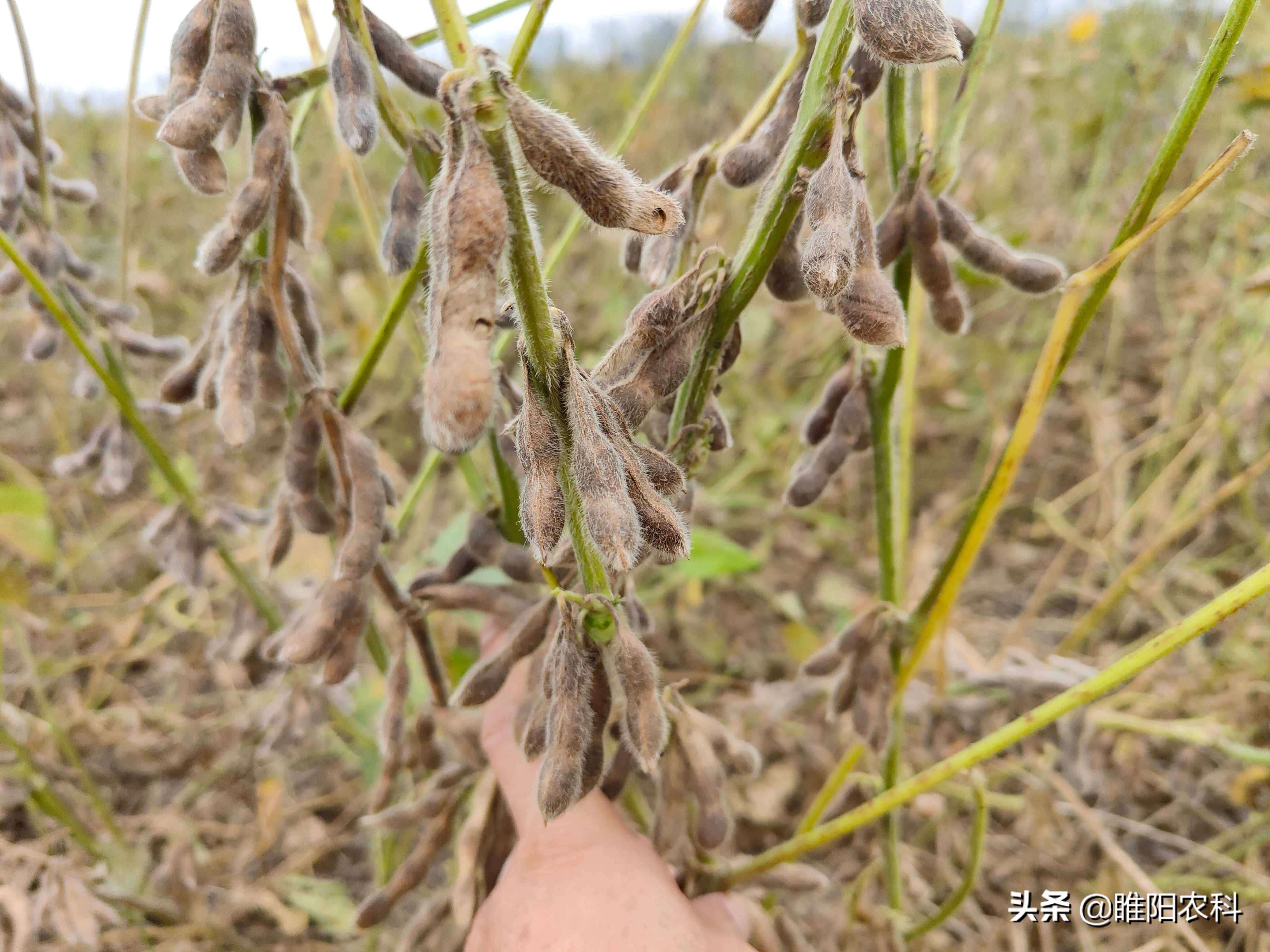 高产早熟抗倒伏大豆品种夏播,高产高抗大豆种