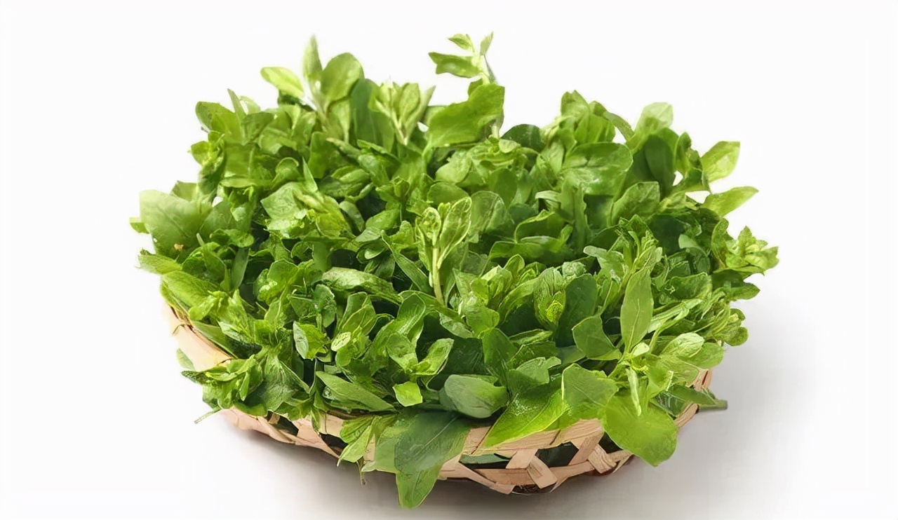 春季美食枸杞芽,每日养生推荐枸杞子