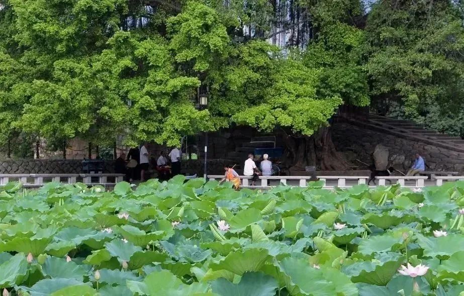 莆田荷花花海,莆田夏天哪里赏荷花