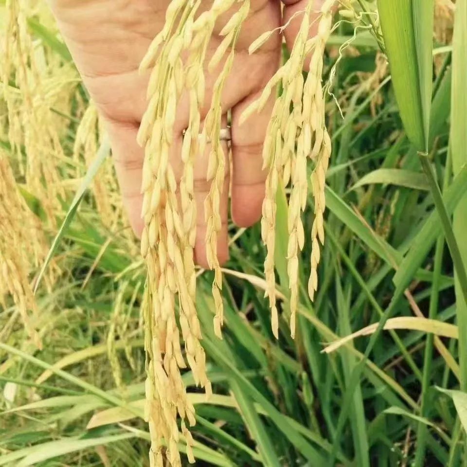 发展“禾下经济”亩收益达1万元！“小明大米”走稳高端赣米品牌