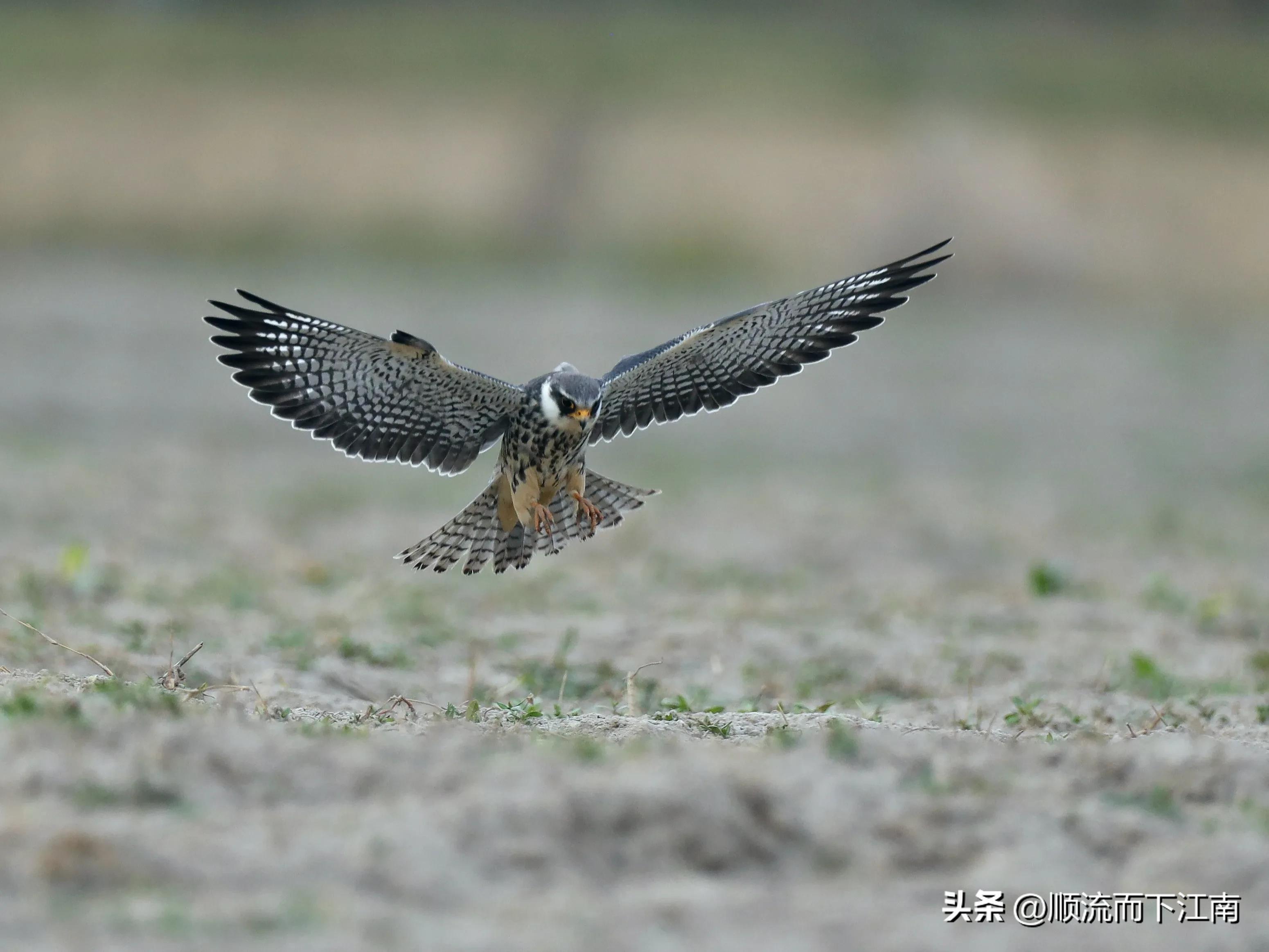 红脚隼叫声,红脚隼