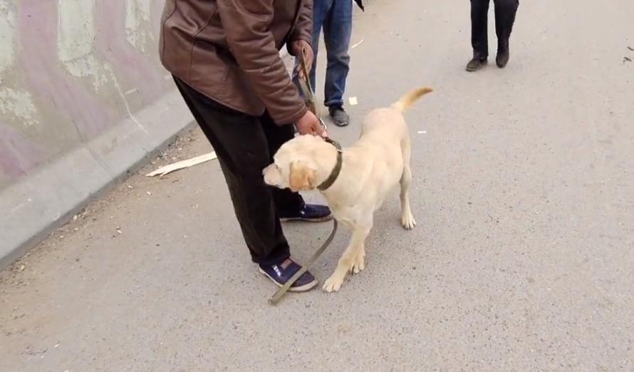 100斤拉布拉多被送到狗市售卖,100多斤的拉布拉多被主人卖了