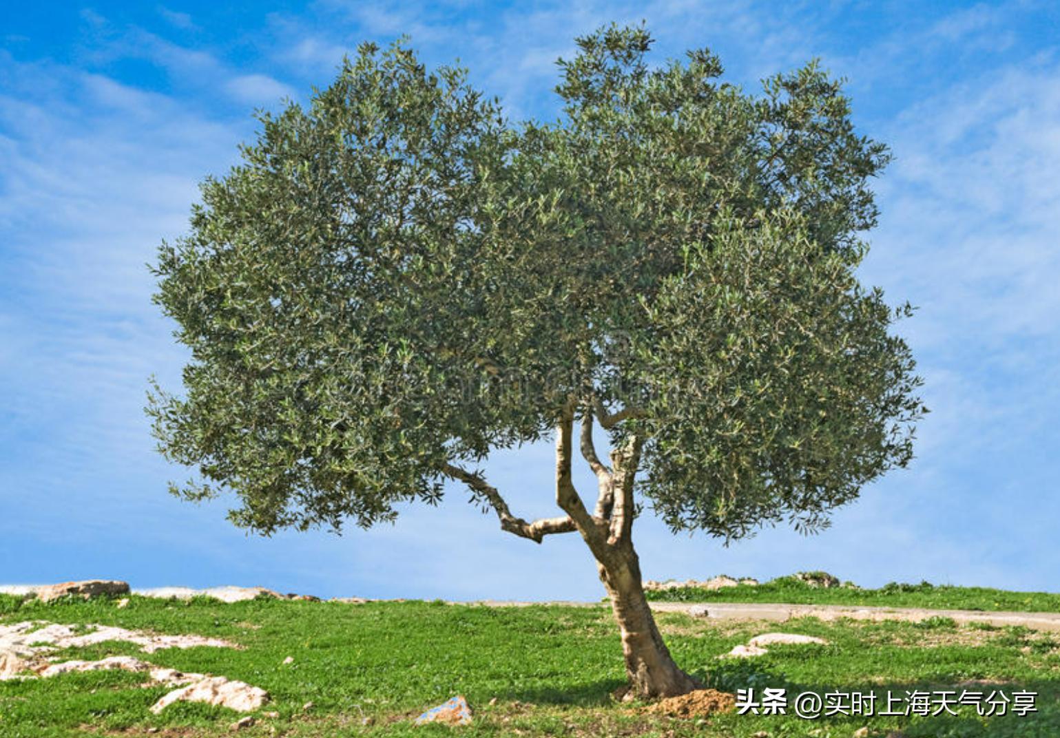 享誉世界的七种中国顶级食材,全世界最美味的十大顶级食材