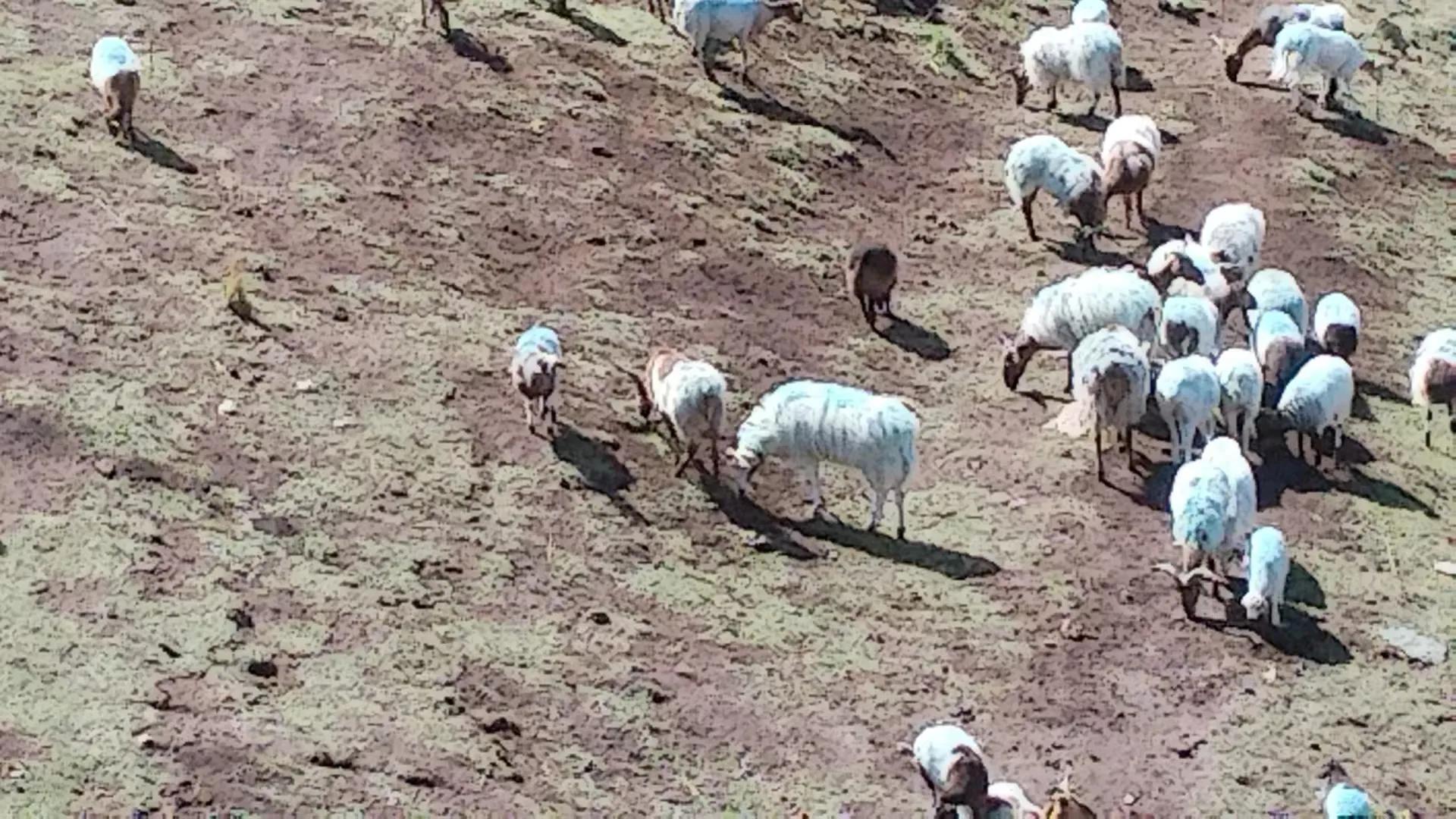 沙沟村乡村振兴,青海省平安区沙沟村