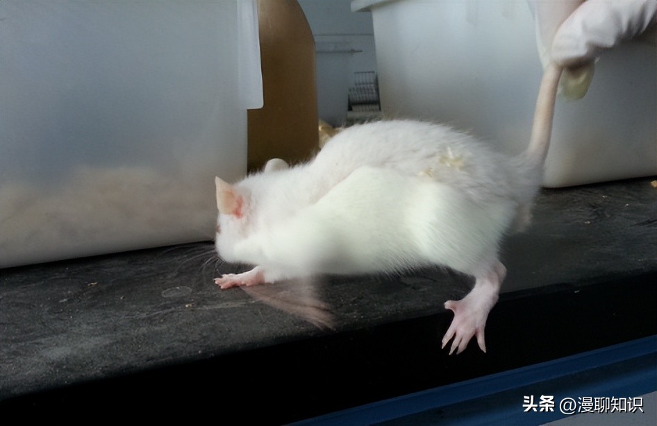 Sprague-Dawley大鼠是什么？关于它胃肠道微生物区系的研究