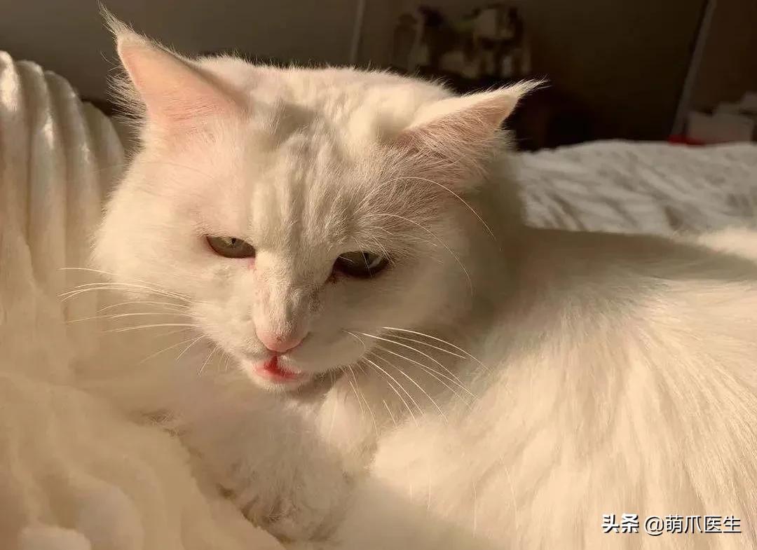 我的猫丢了拿回来要钱怎么办,我的猫丢了隐晦的意思