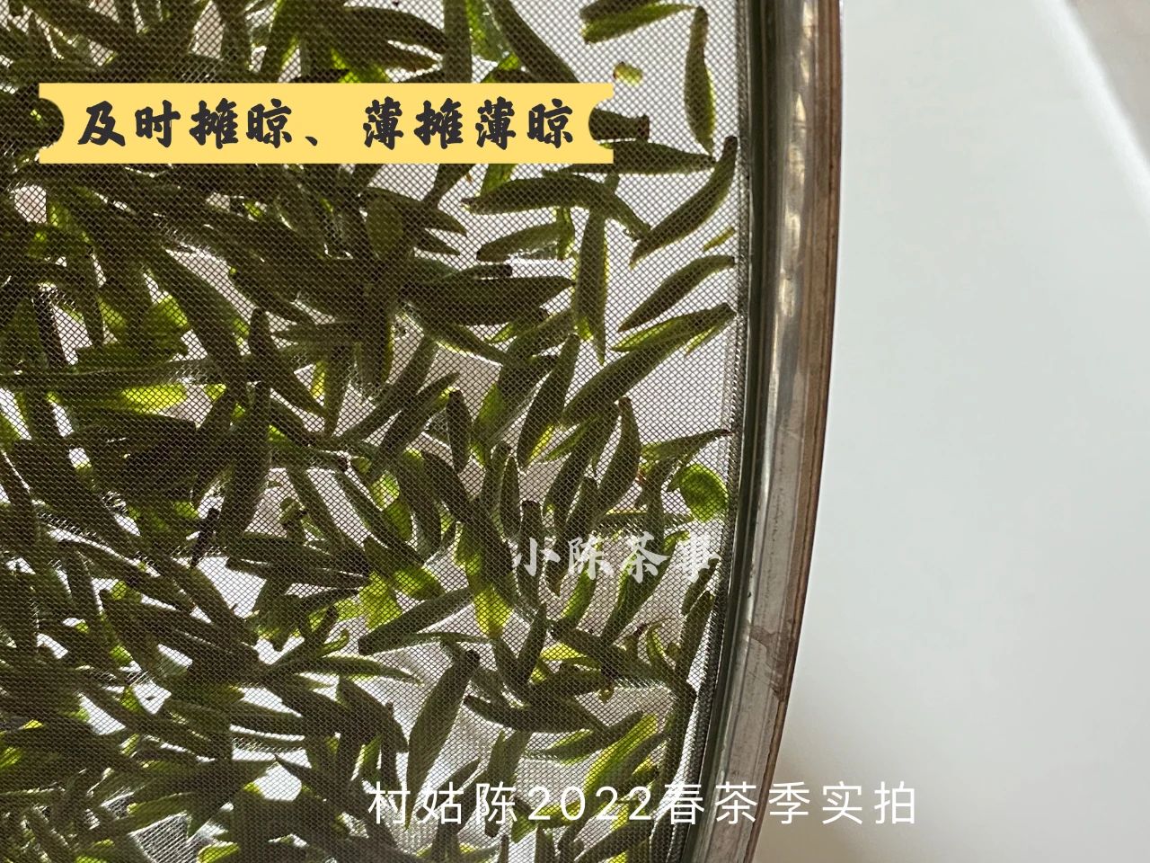 特别香的白茶有哪些,好喝的白茶应该具有什么特点