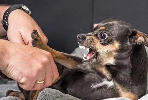 狗狗出现什么症状说明它快要走了,狗狗出现什么状况说明需要驱虫了