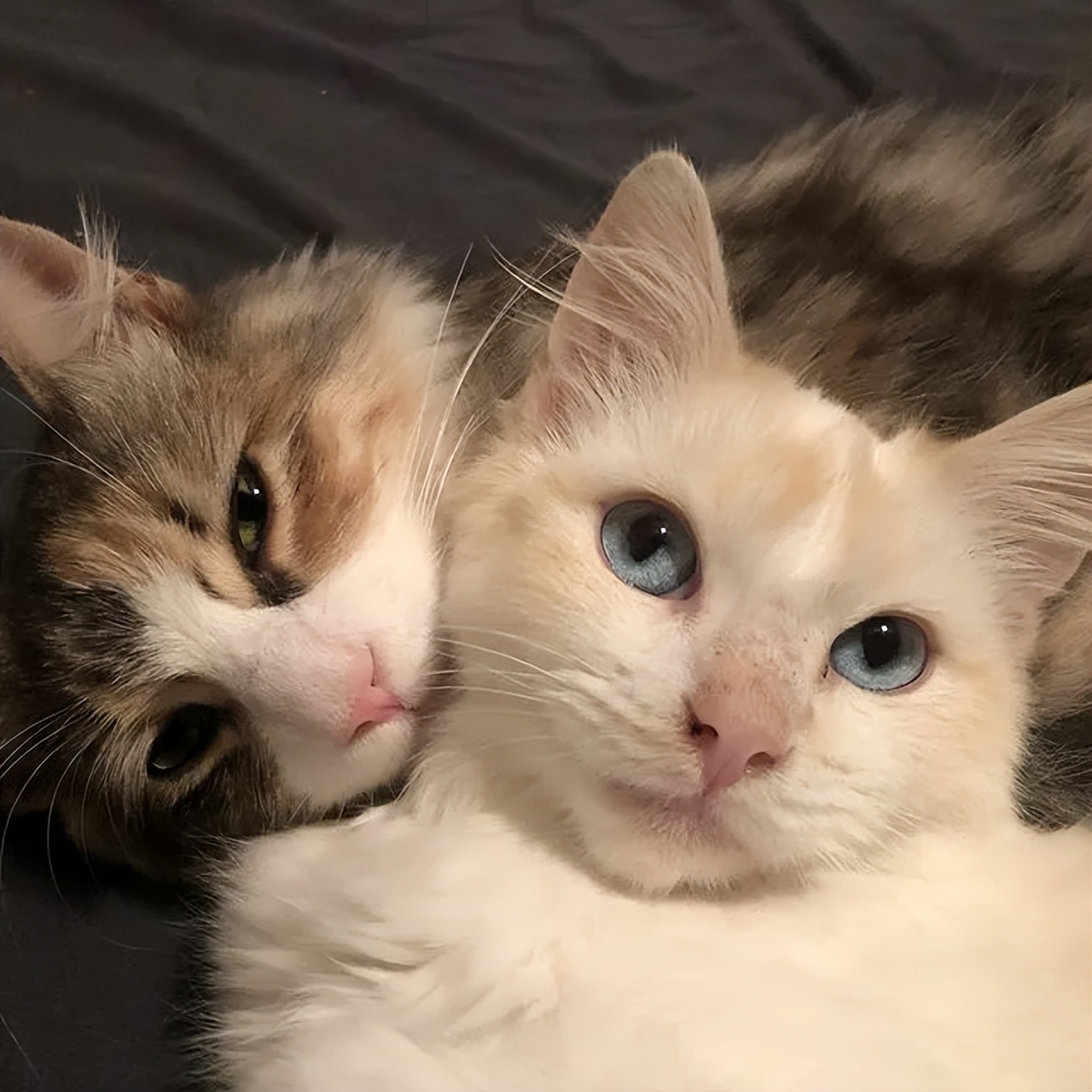 猫咪螨虫感染图片,猫咪身上有螨虫怎么防治