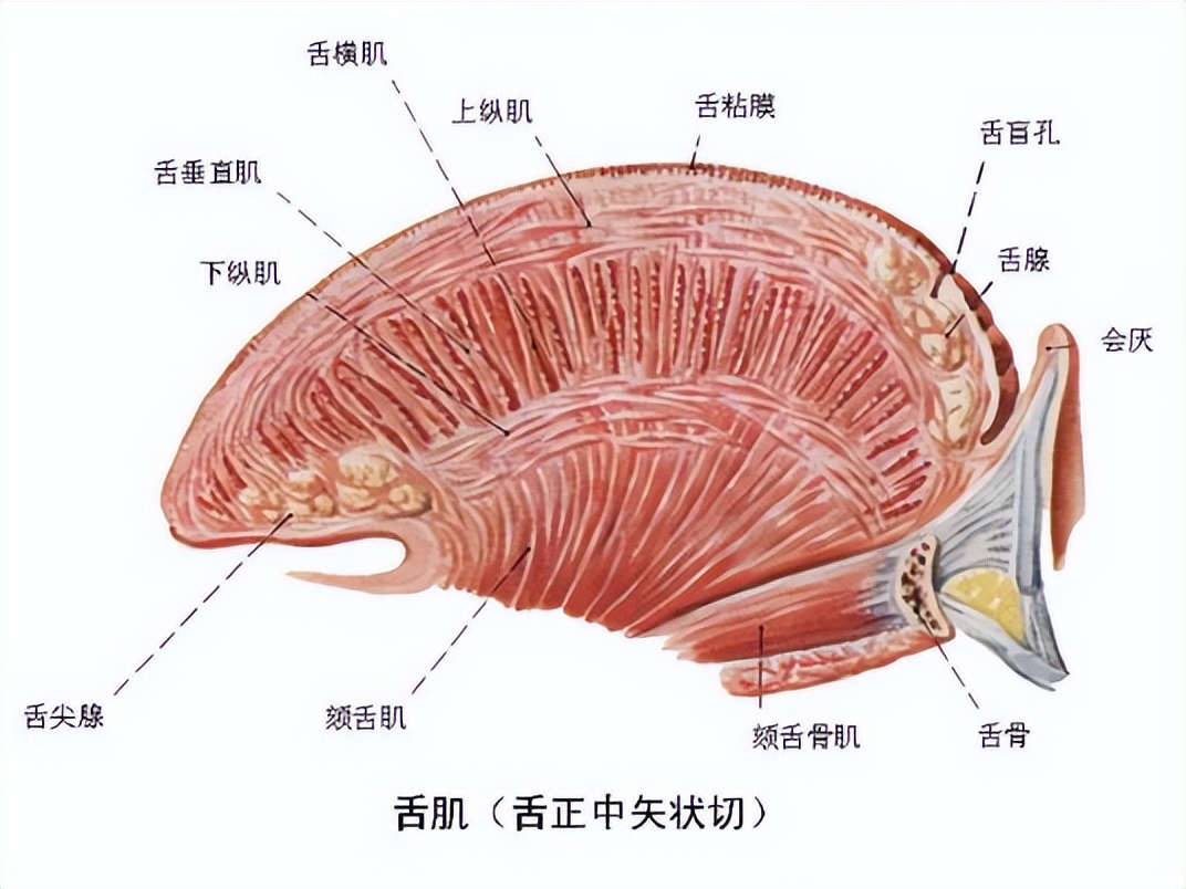 人类的舌头是怎么进化的,为什么人类最强的肌肉是舌头