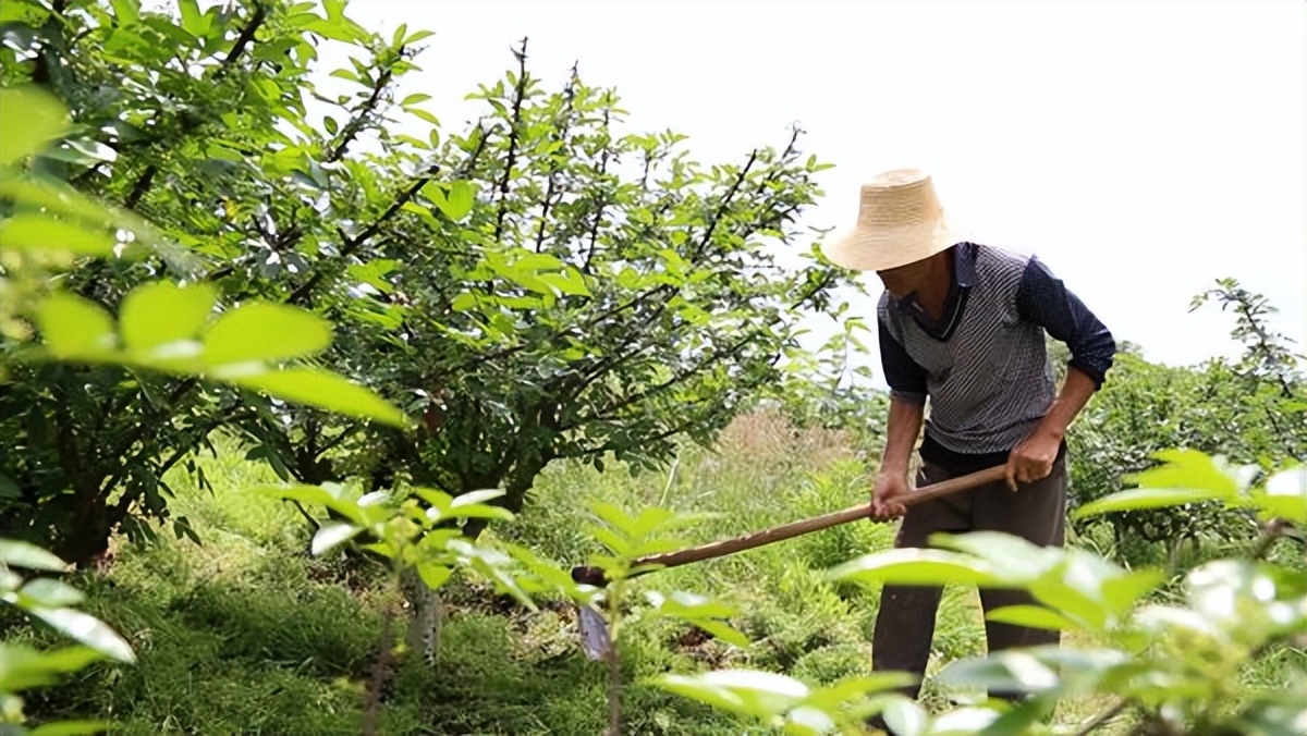 一条有灵魂的烤鱼,一条鱼越烤越香