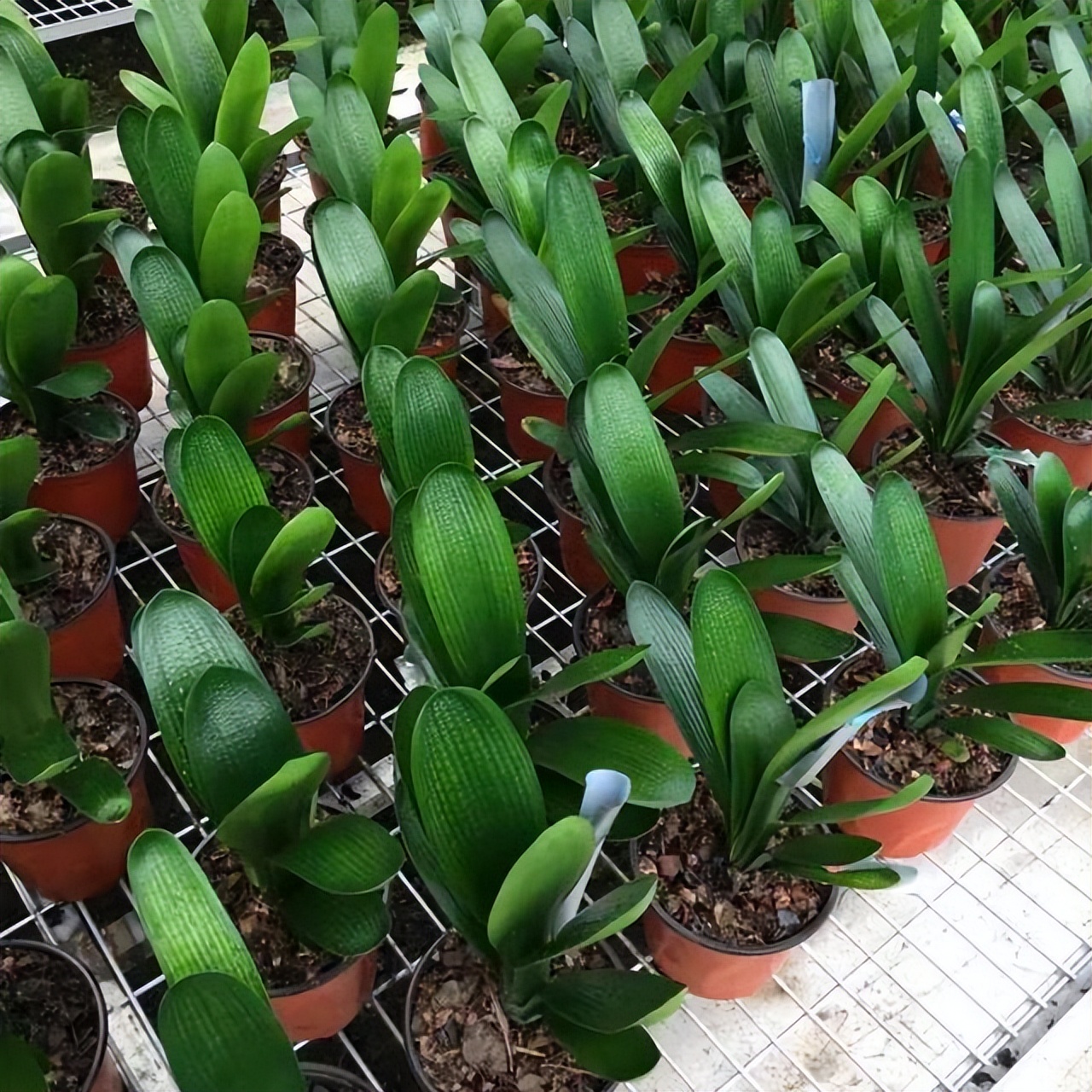 君子兰怎么摆放叶子不会长歪视频,君子兰在东阳台和南阳台正确摆放