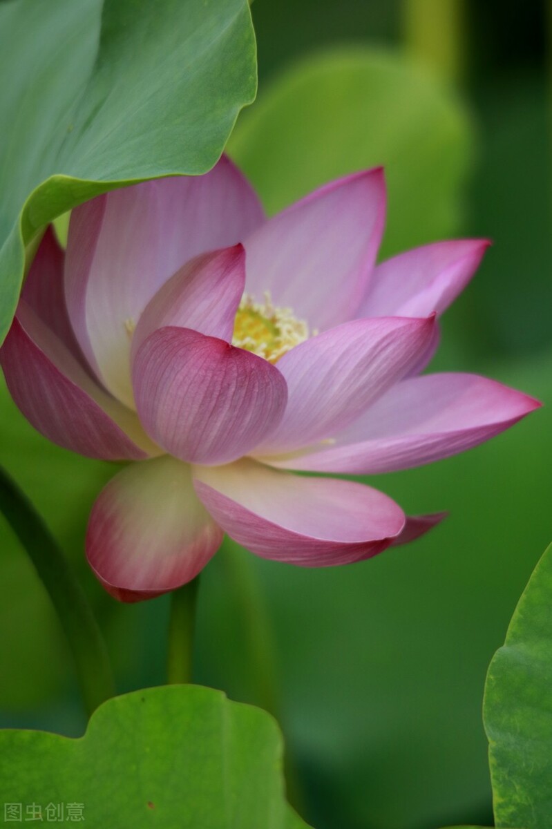 荷花图片禅意荷花,最美意境荷花图片大全