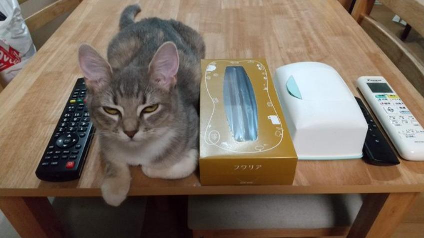 原来猫咪也有弱智的表现,猫咪很虚弱该怎么救活它