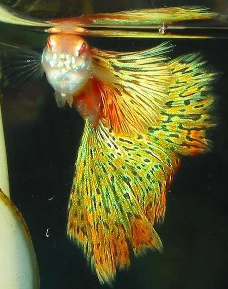 各种漂亮鱼的名称及图片,漂亮可爱的海水观赏鱼