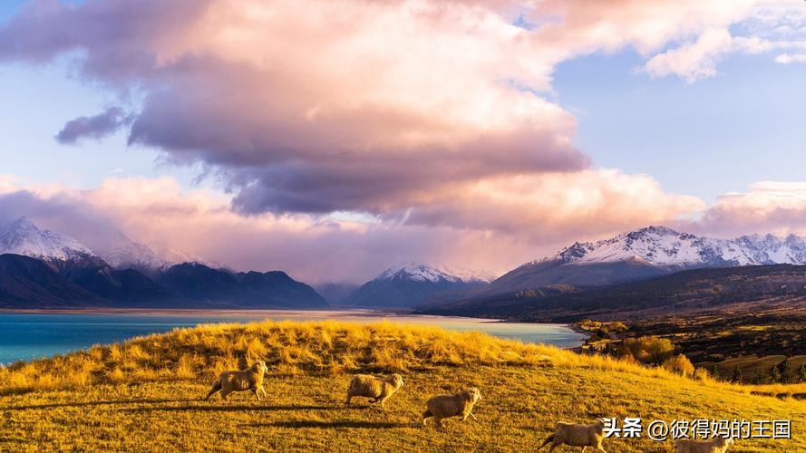哥伦布发现新大陆是新西兰吗,新西兰悲伤背后的真相