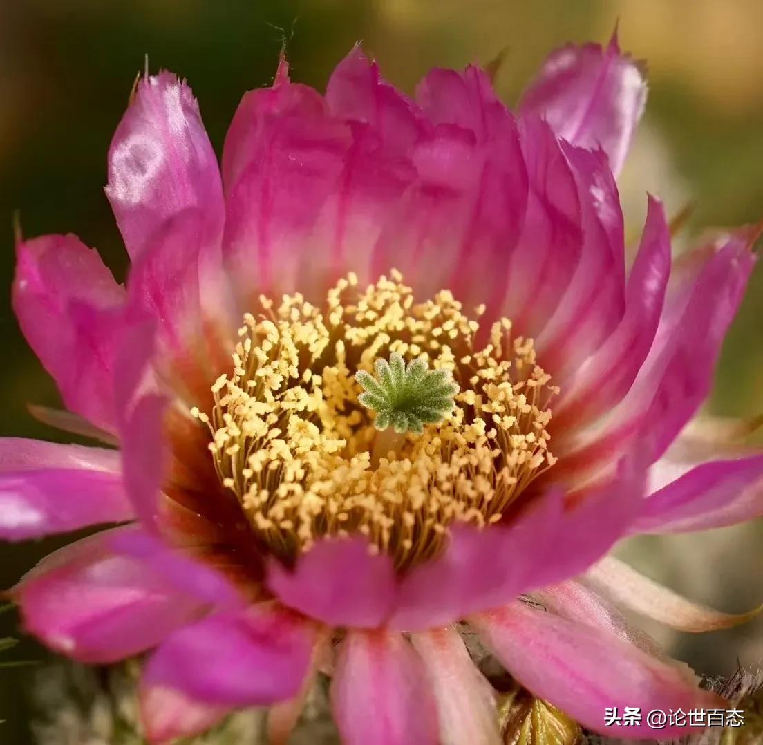 仙人掌类和仙人掌科,仙人掌科仙人掌属