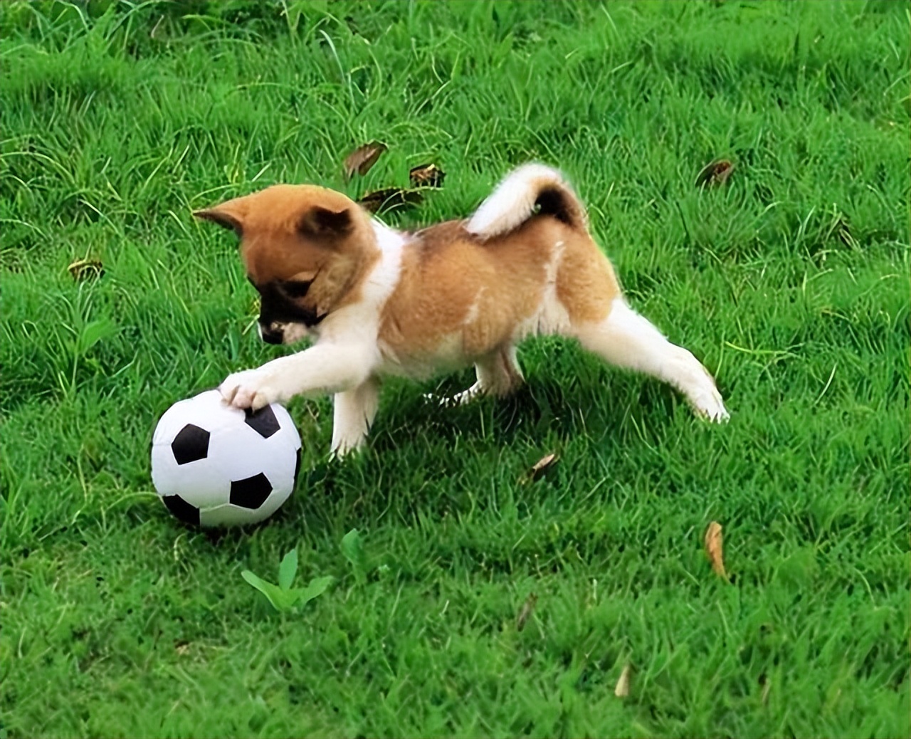 狗狗离开自己怎么缓解狗狗情绪,如何缓解狗狗的分离焦虑