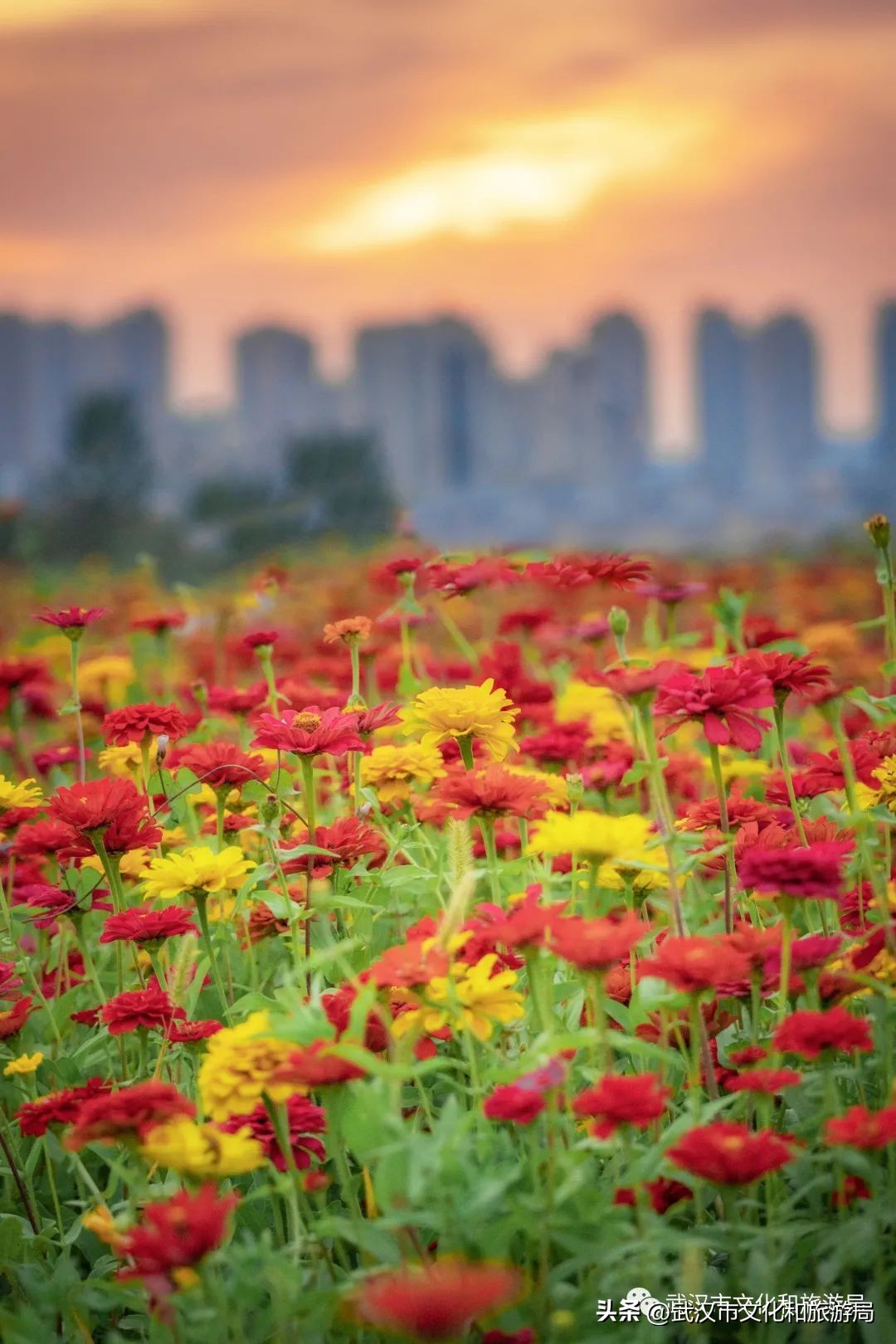 怎么拍一片花海,一片花海怎么拍