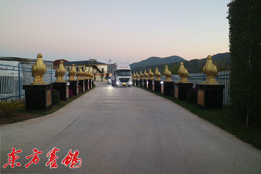 云南太阳鸟赛鸽公棚,云南太阳鸟赛鸽公棚冠军奖金