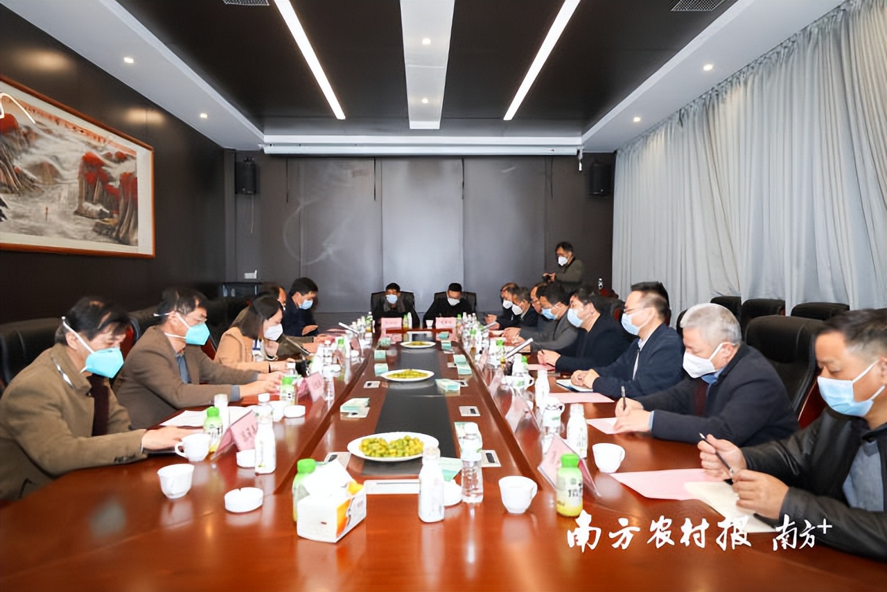 千年吉祥果焕发新机，潮州这颗“文化橄榄”筑起产业桥梁