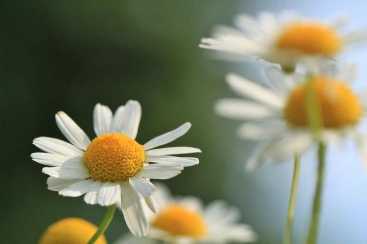 三种老人晚年很有福气越活越幸福,老人晚年生活幸福需要具备的心态
