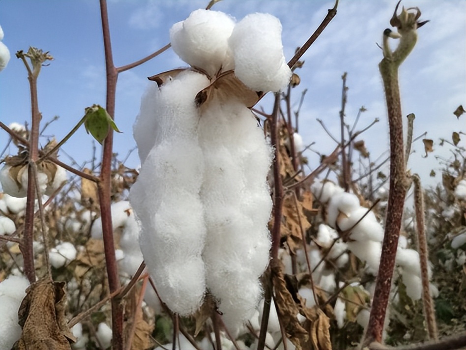 别再傻傻上当,别再傻傻被骗了完整版