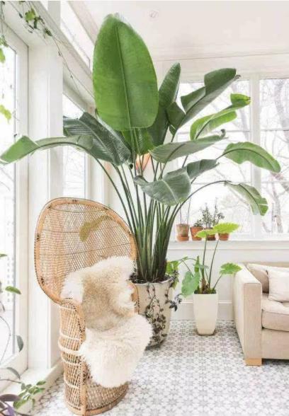 家里养什么花好看又旺财,在家养什么花好看又旺财