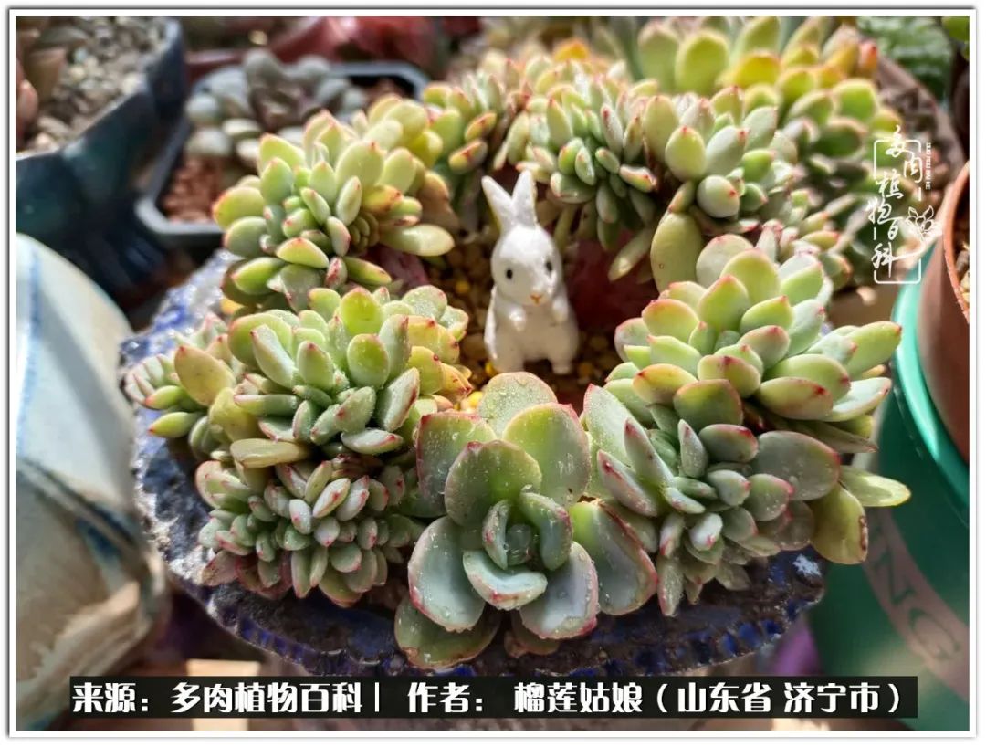 繁花似锦觅安宁淡如流水度一生,繁花似锦觅安宁淡云流水度人生