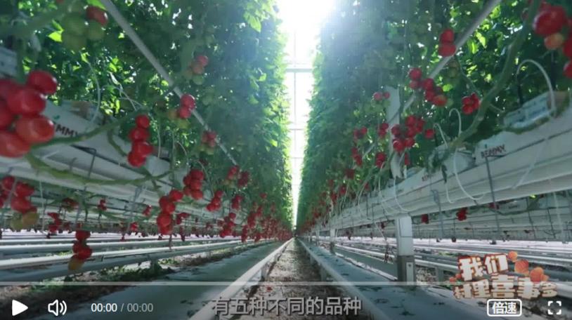 90后新农人为了面子返乡创业,返乡创业的新农人要考虑什么