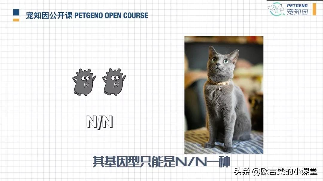 白斑变异基因,白斑基因和全白基因