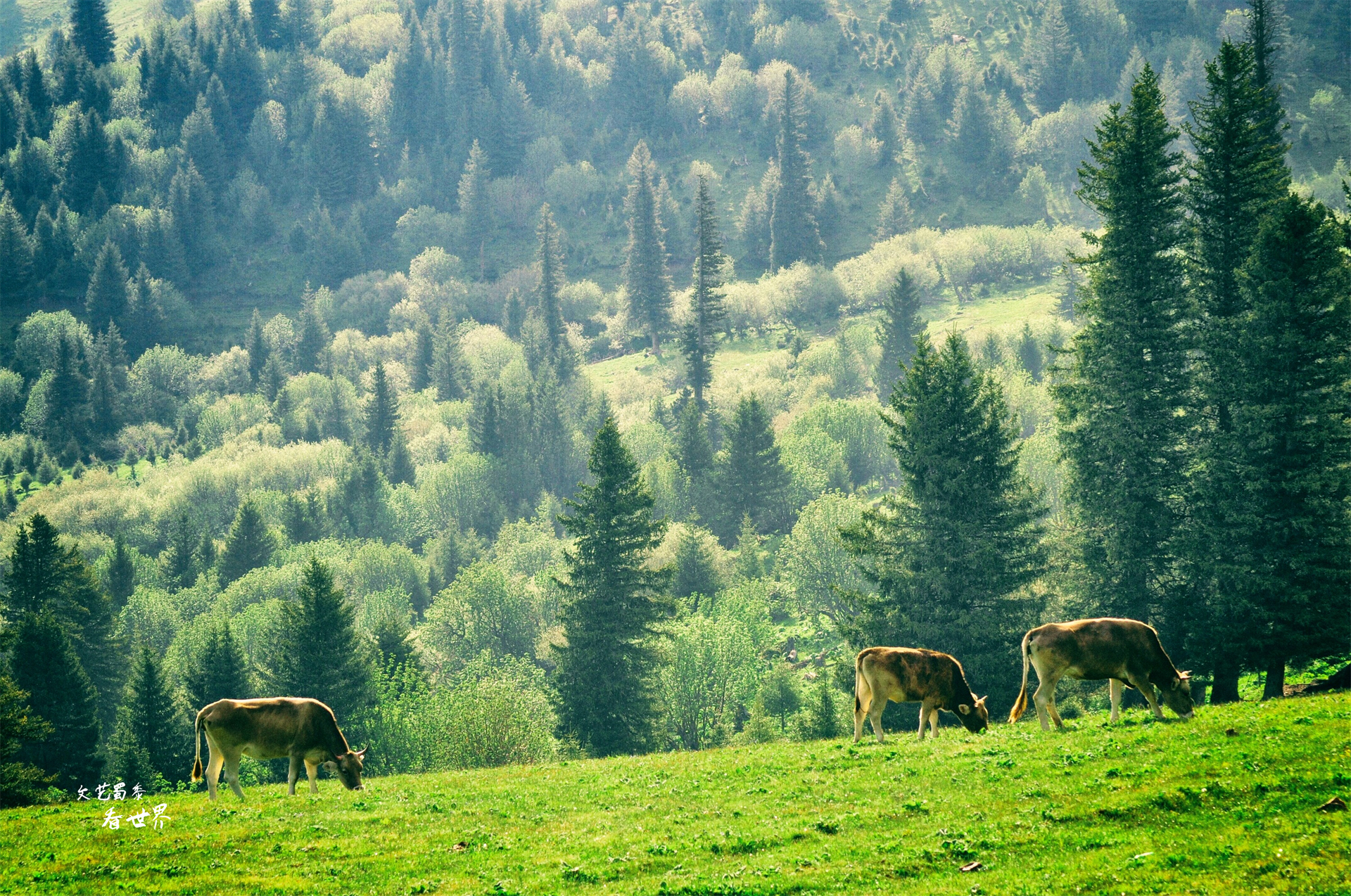 为何说*疆新**旅游一定要去巴音布鲁克草原？而且景区最好选择傍晚去
