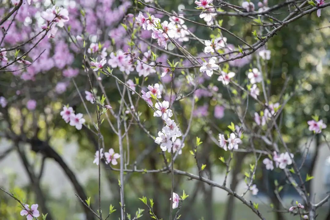 今日开通高铁,快上车流程