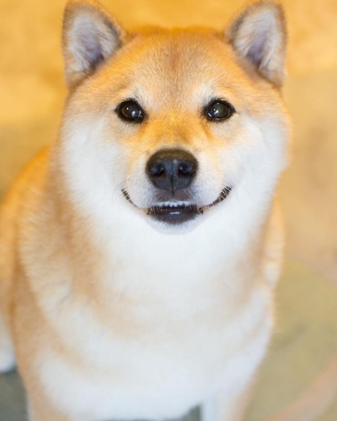 柴犬细小已经7天了还拉血便呕吐,柴犬不吃食物怎么办