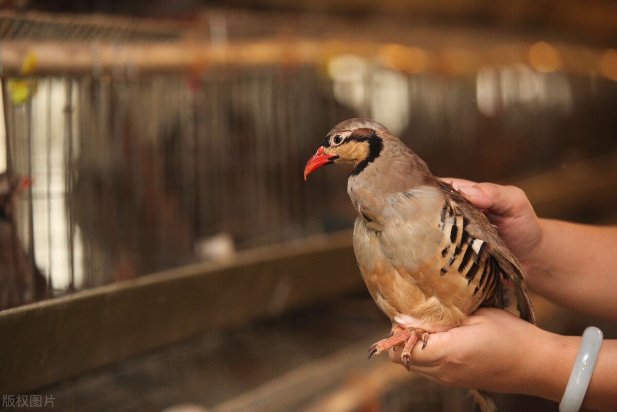 链球菌不光家畜发病,家禽也有,禽链球菌病的兽医知识