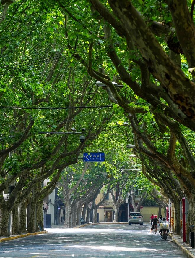 去完上海旅游后的感受,独自一人去上海旅游的感受