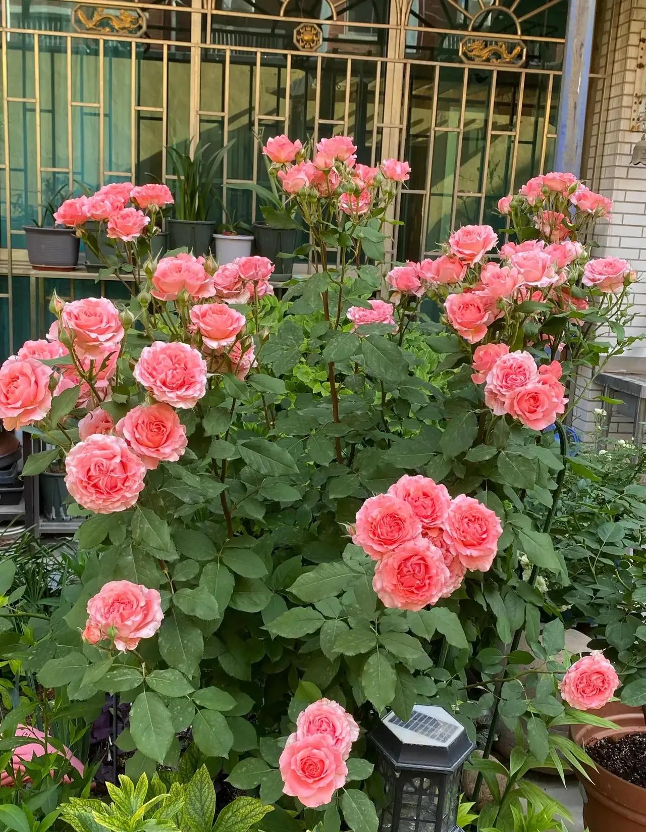 珊瑚果冻月季优缺点,珊瑚果冻月季图片